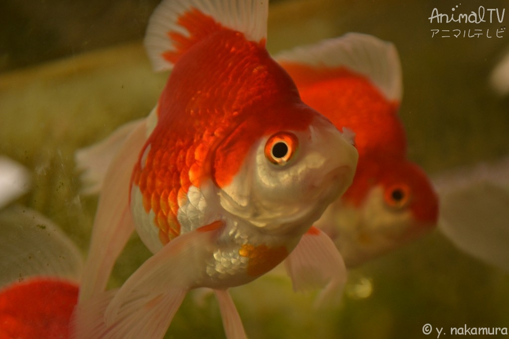 Goldfish in Japan