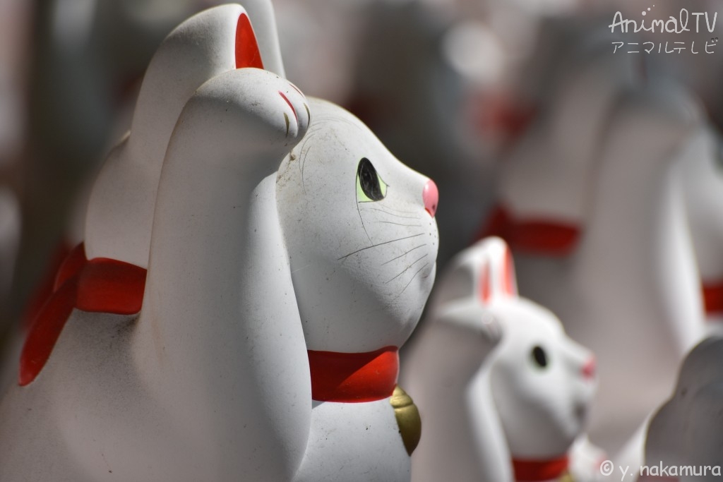 Ｗelcoming cat, Maneki-neko in Tokyo, Japan