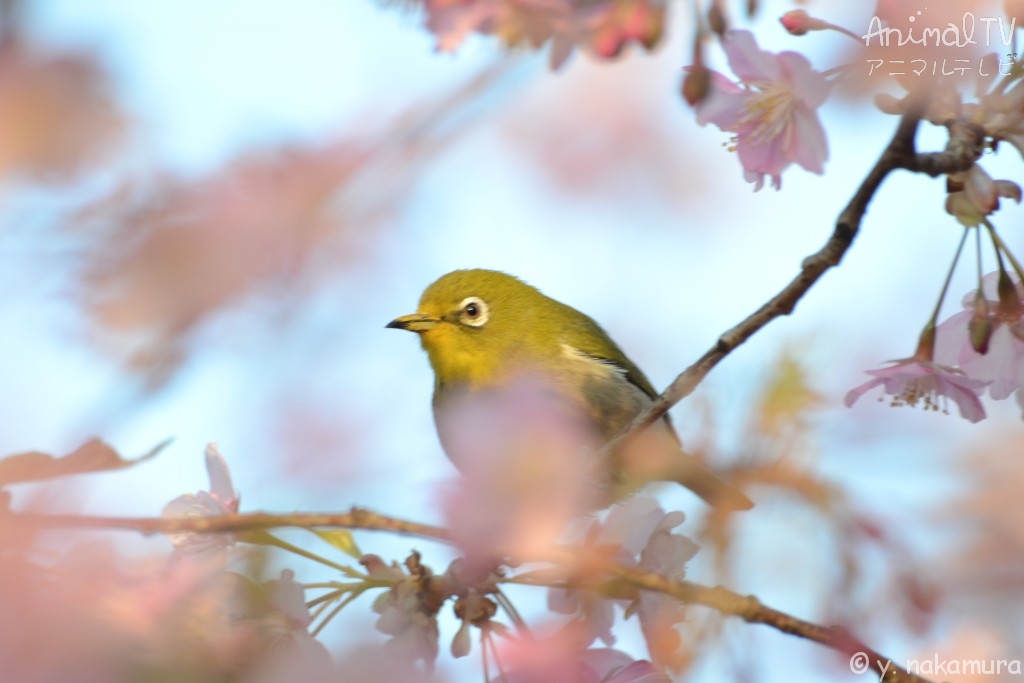 Cherry blossoms and Wild Birds in Japan, White eyes