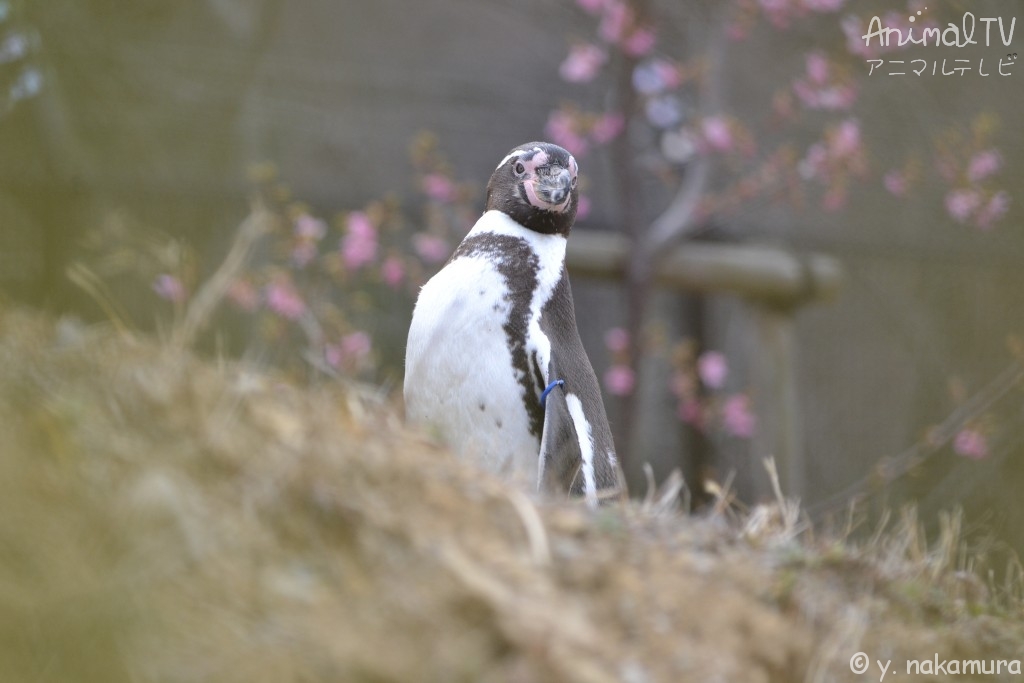 Cherry blossoms and Penguins in Japan