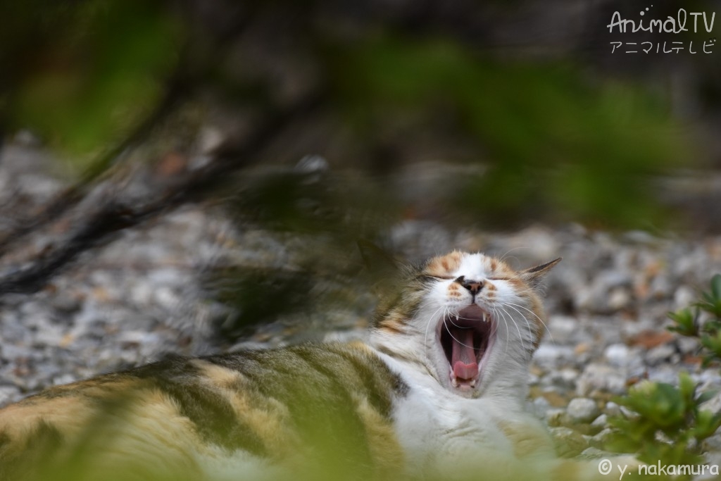 The calico cat, we called ‘Mi-ke’, which are a symbols happiness and good luck