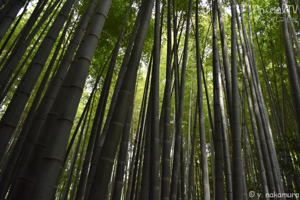 Kamakura Buddhist temple in Japan_3, Bamboo forest