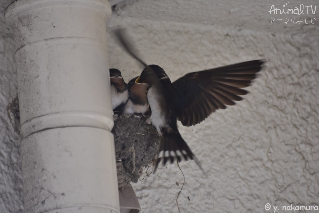 barn swallow in Japan