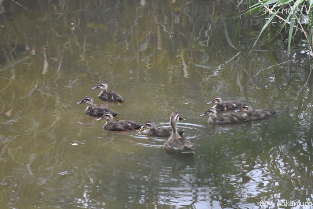 spot‐billed duck in Japan