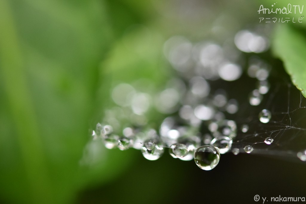 Rain seasons in Japan