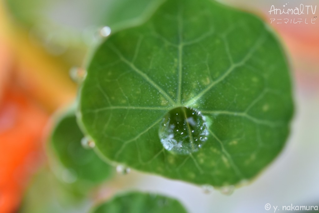 Rain and Flower