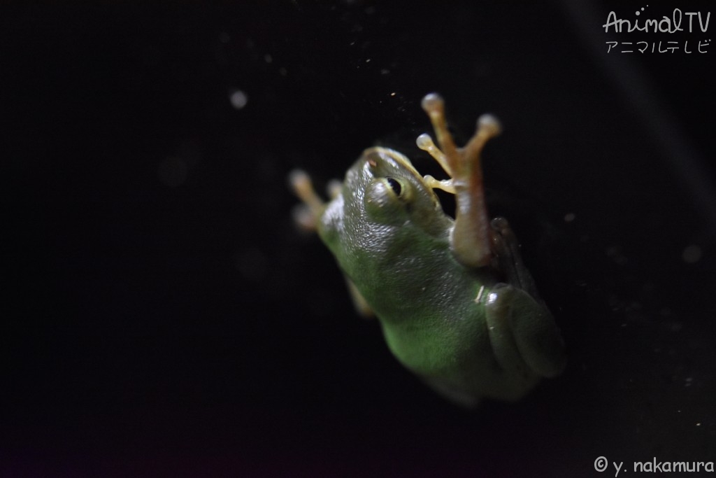 Tree Frog in Japan