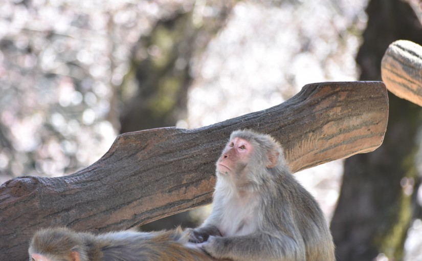 Monkey at Zoological garden in Spring