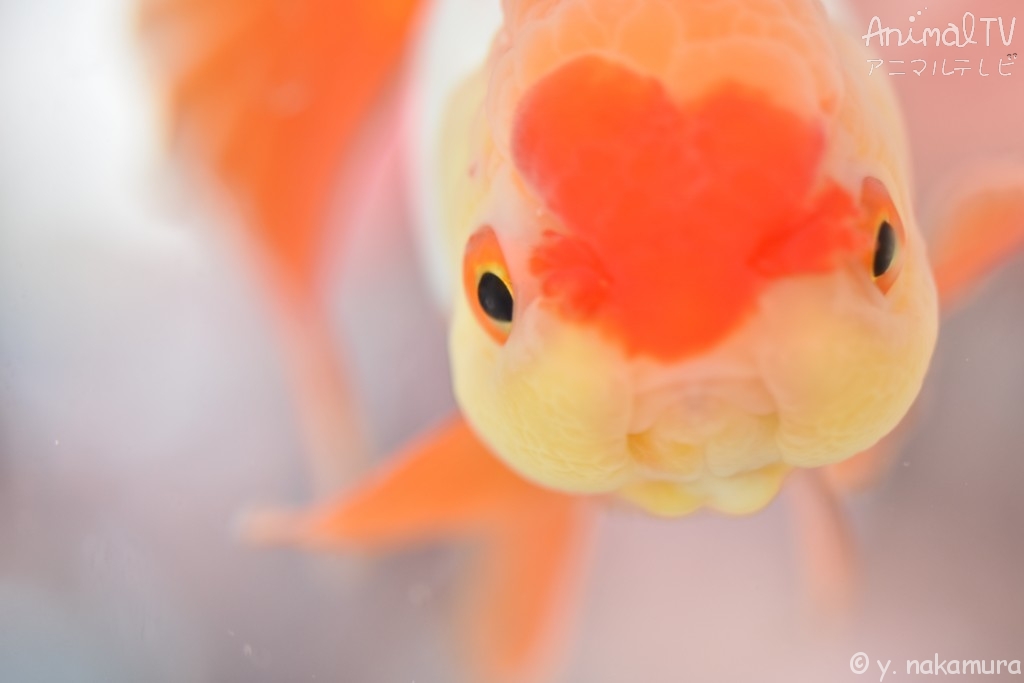 Goldfish in Japan, Azumanishiki