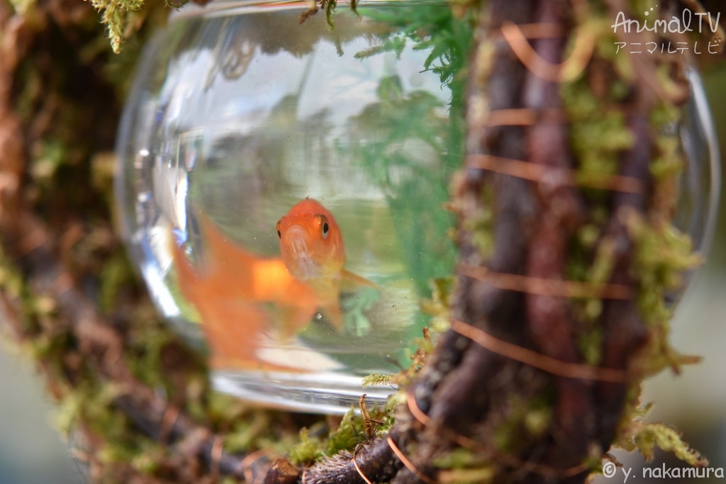 Goldfish and Japanese Aquarium