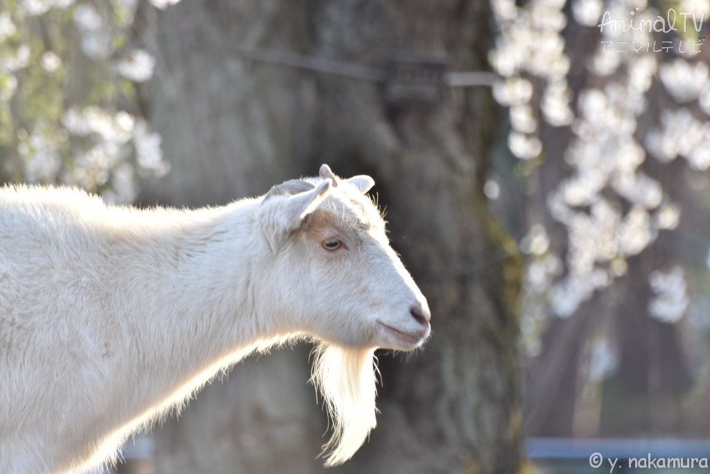 Cherry blossoms and Goat in Japan_2