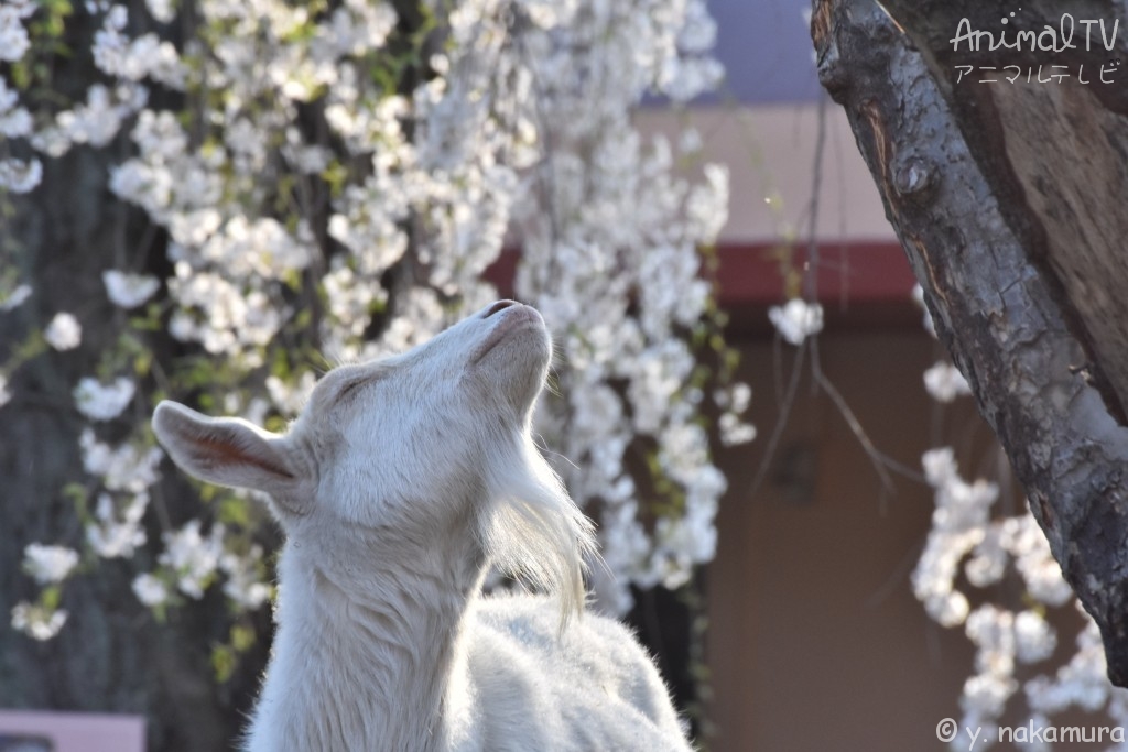 Cherry blossoms and Goat in Japan_1