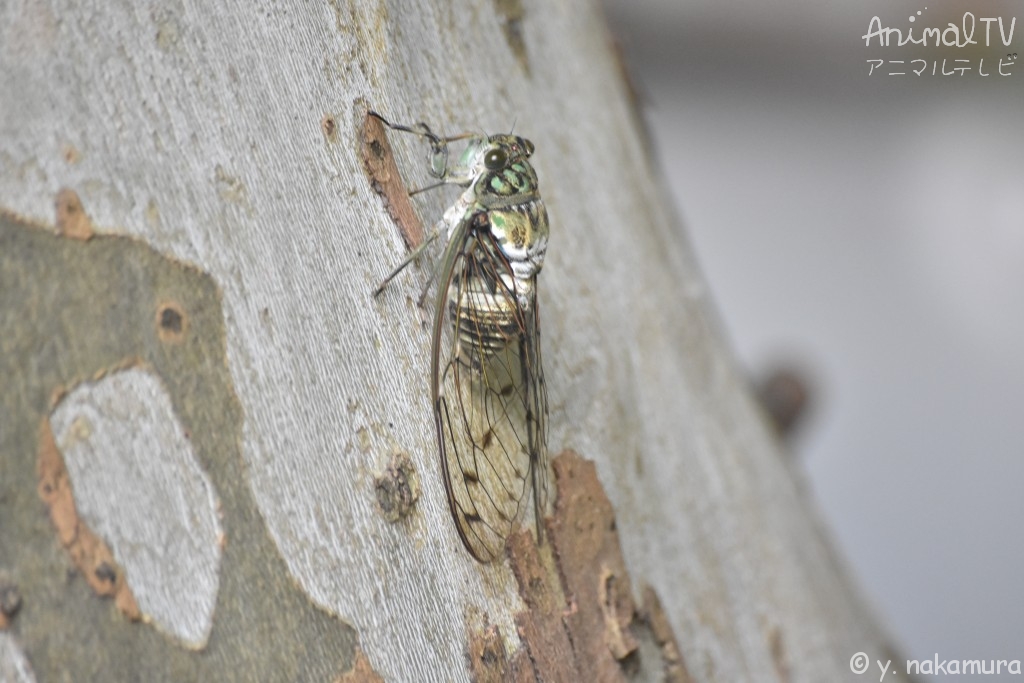 Cicada in Japan