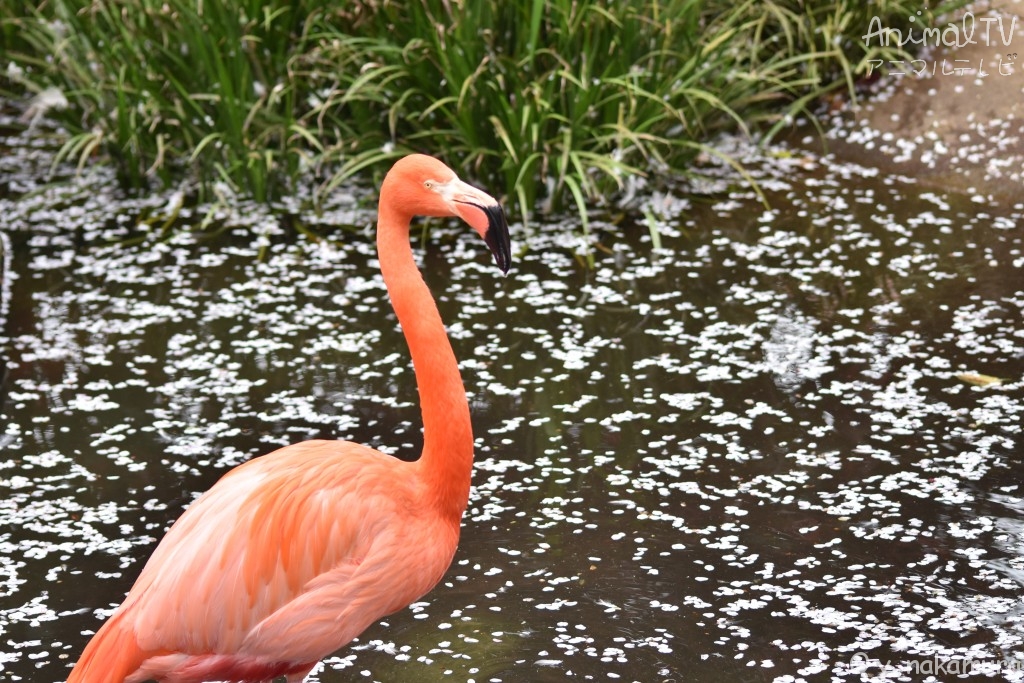 Cherry blossoms and Flamingo in Japan