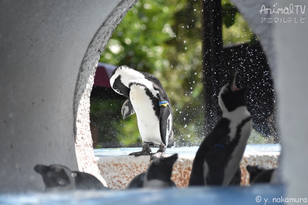 Summer is sticky in Japan, Penguin