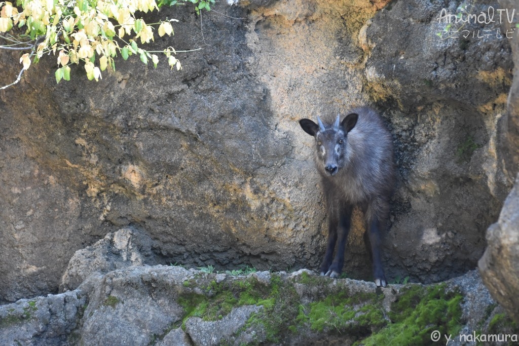 Japanese serow