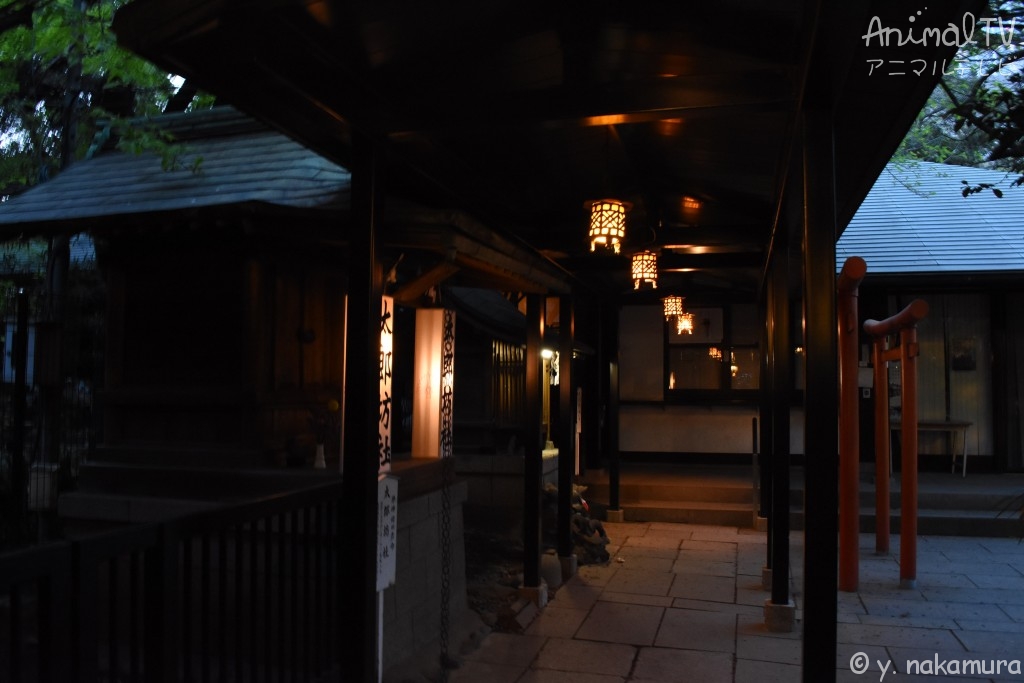 Japanese Shrine in Tokyo, Japan