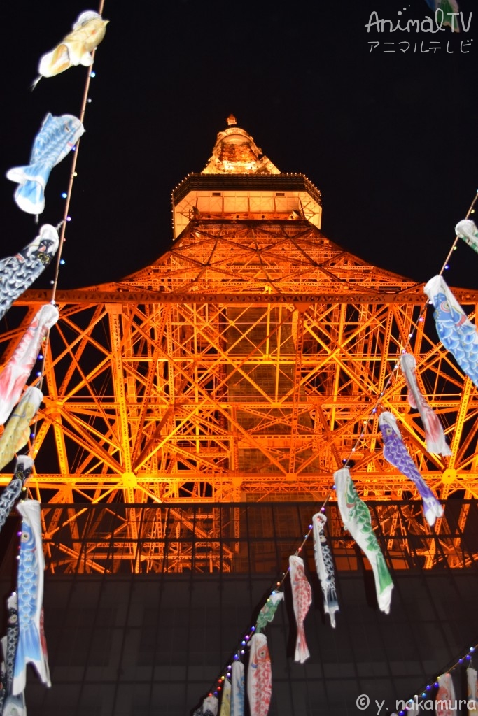 Carp-shaped streamers in end of April to early May at Tokyo Tower, Japan