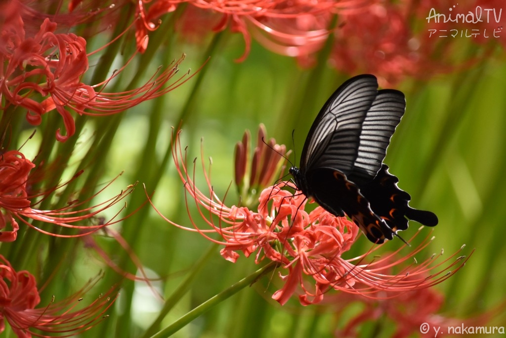 Cluster amaryllis and spangle in Japan