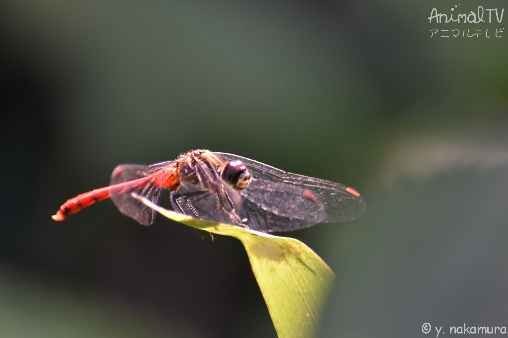 Red dragonfly in Japan