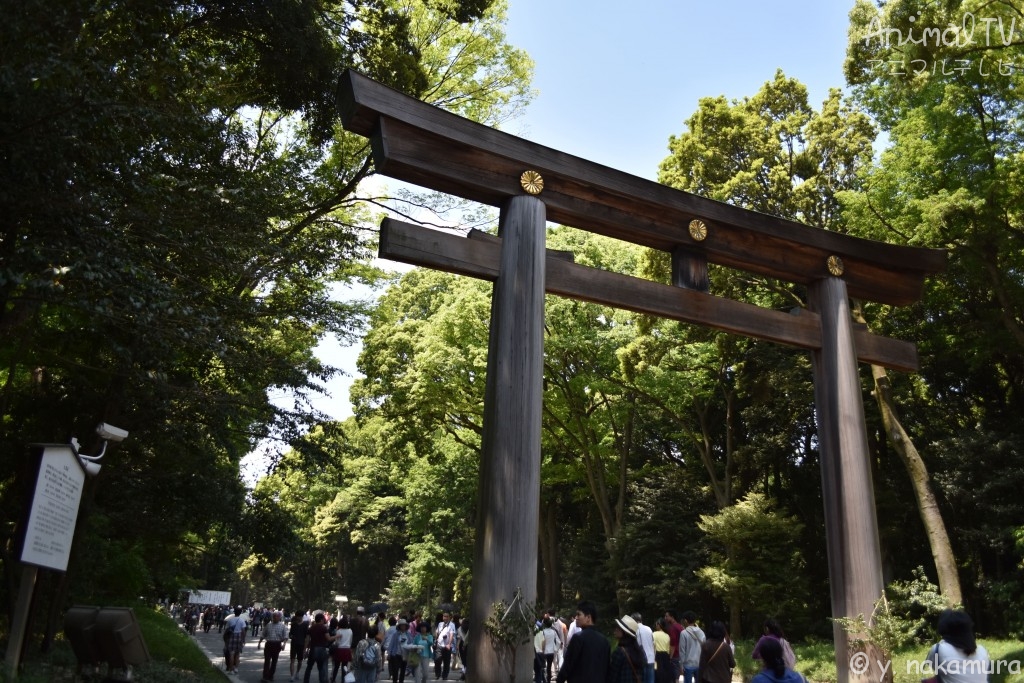 Meiji-jingu Shrine, Buddhism in Japan_2