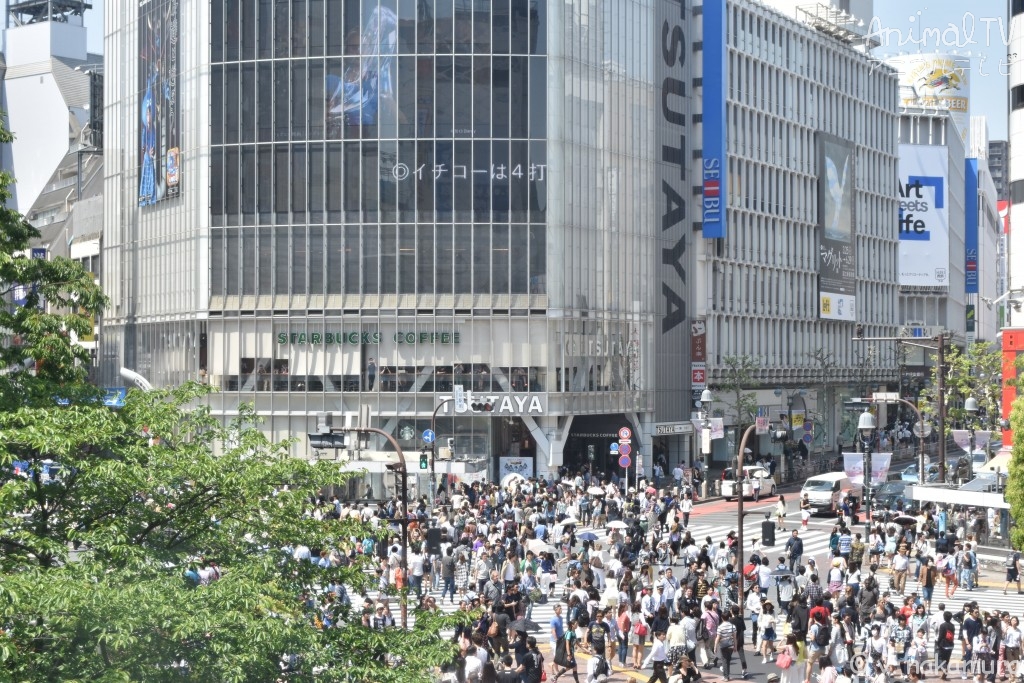 Shibuya Scramble Crossing