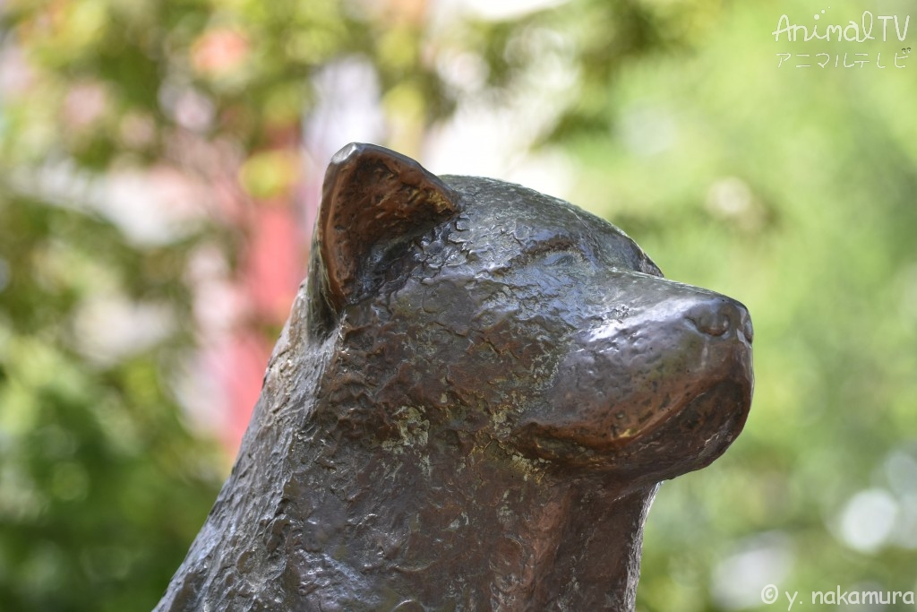 The loyal dog, Hachi at Shibuya Station in Tokyo, Japan　