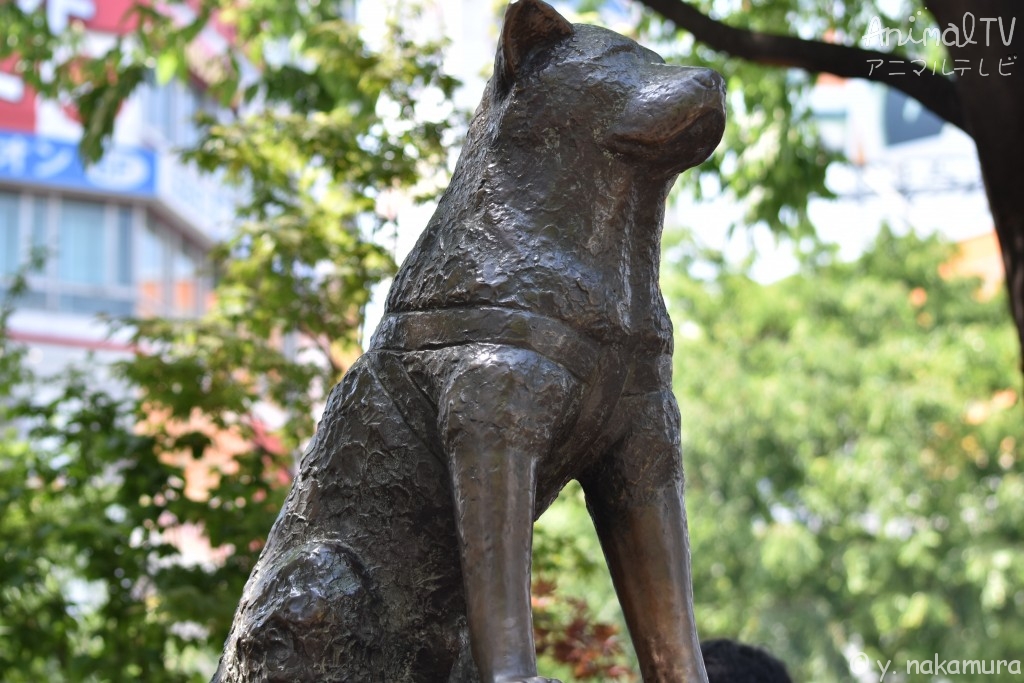 The loyal dog, Hachi at Shibuya Station in Tokyo, Japan_2