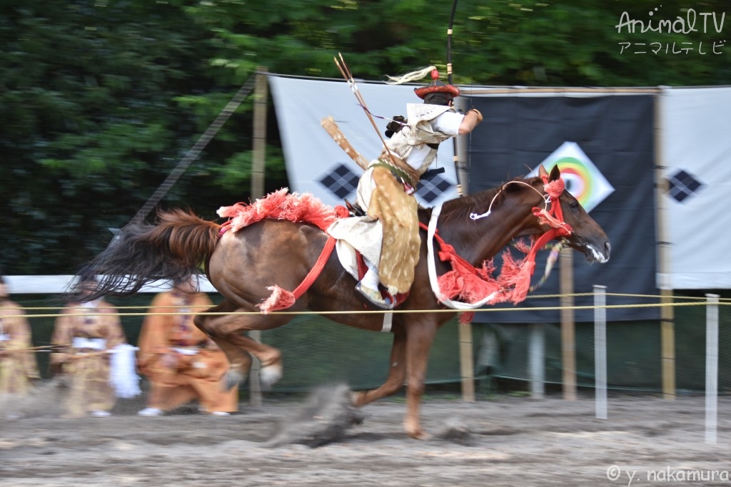 "Yabusame" is the shooting of arrows by Japanese samurai while riding horses_2