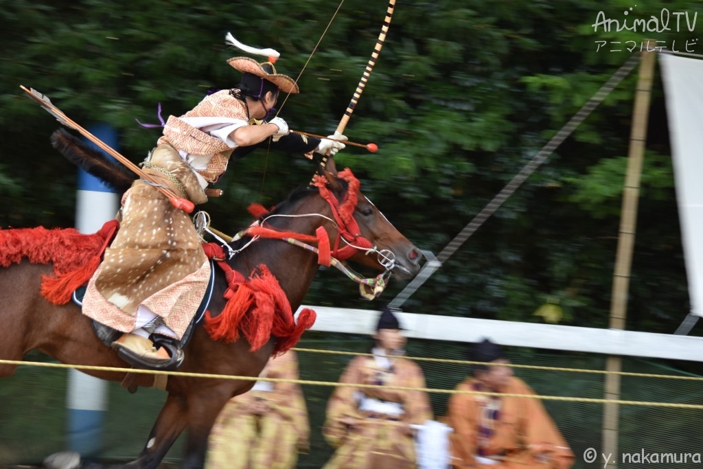 "Yabusame" is the shooting of arrows by Japanese samurai while riding horses_3