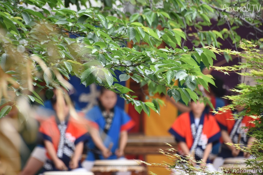 Japanese drum Festival at Kanda in Tokyo, Japan