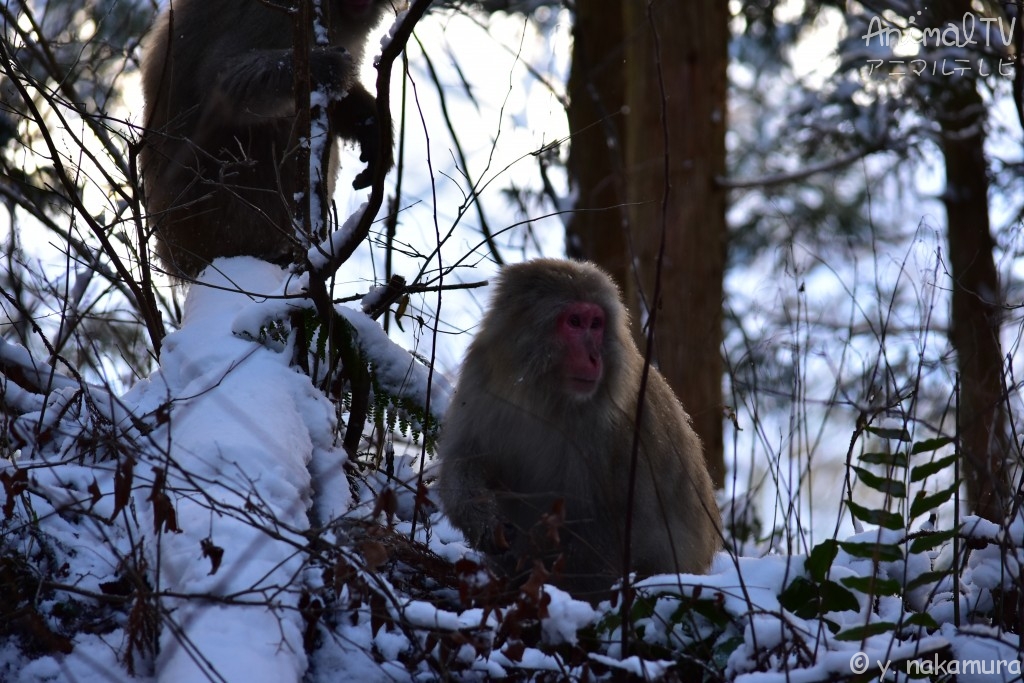 Snow monkey_3