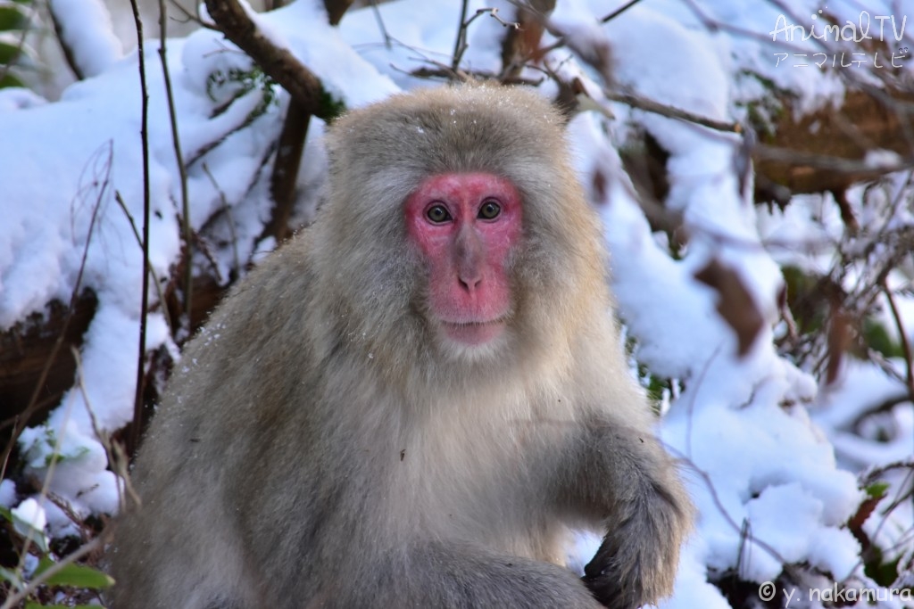 Snow monkey_4