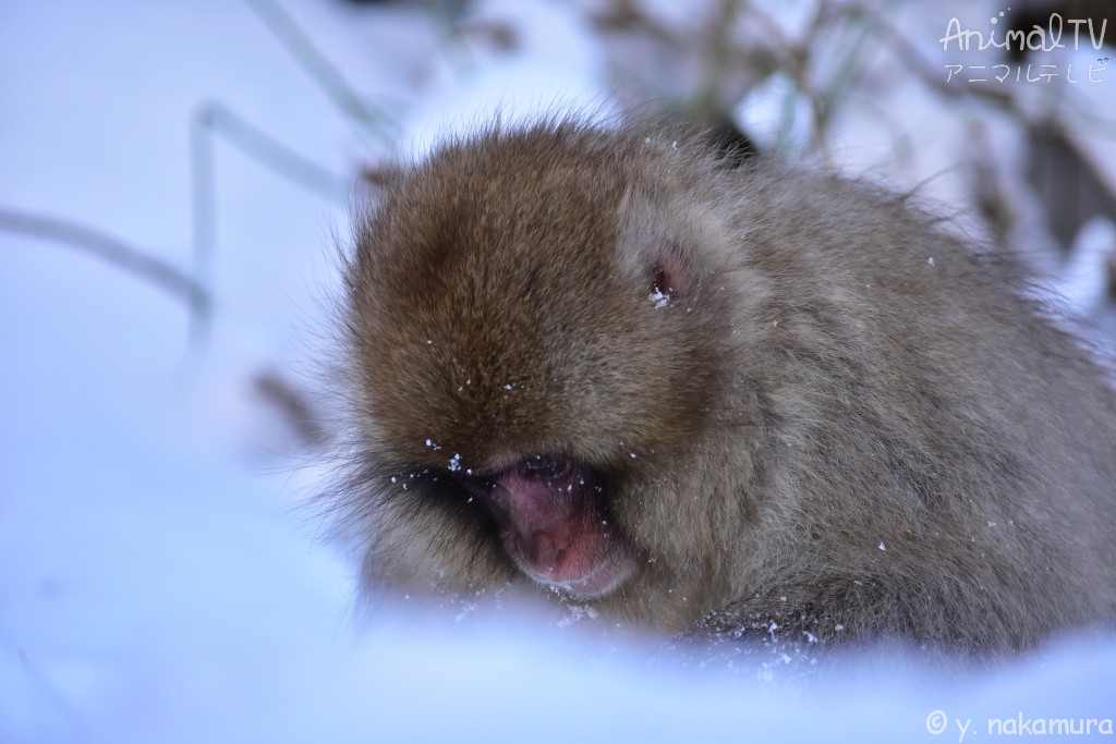 Snow monkey