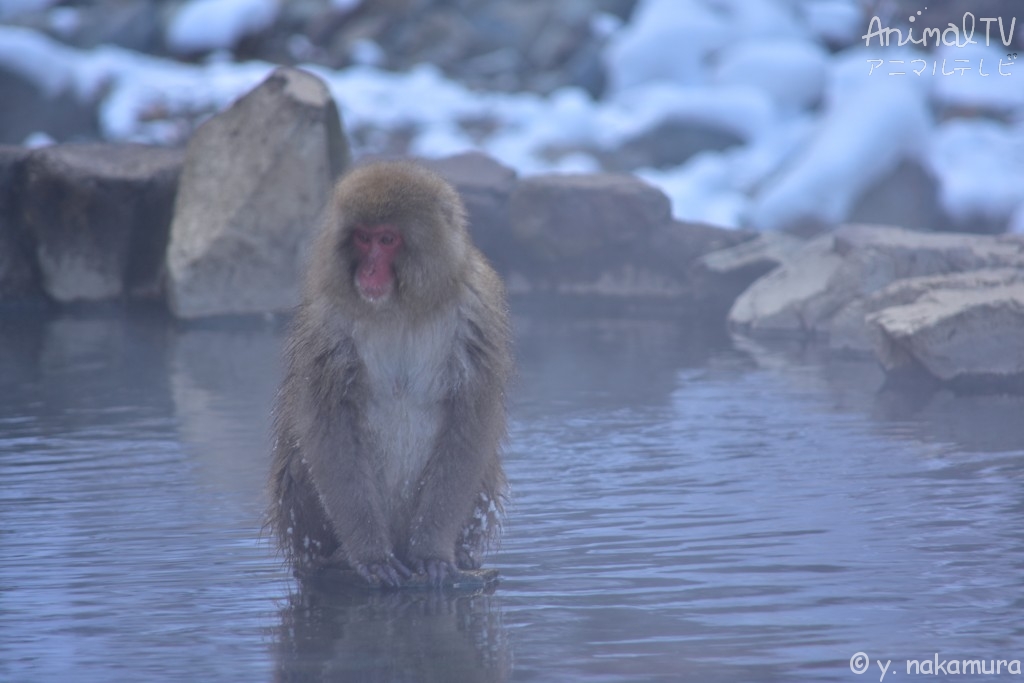 Snow monkey relaxed in a hot spring_5