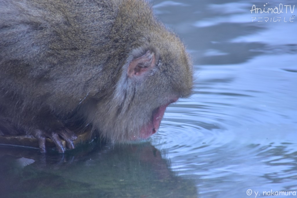 Snow monkey has a drink of hot spring water.