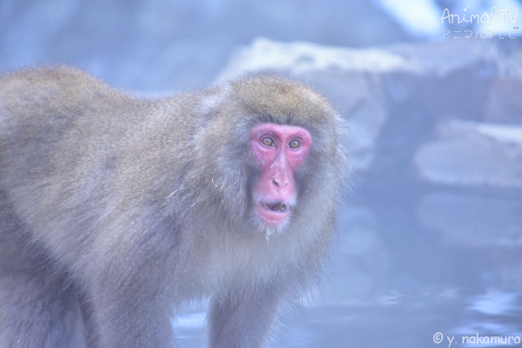 Snow monkey at hot springs