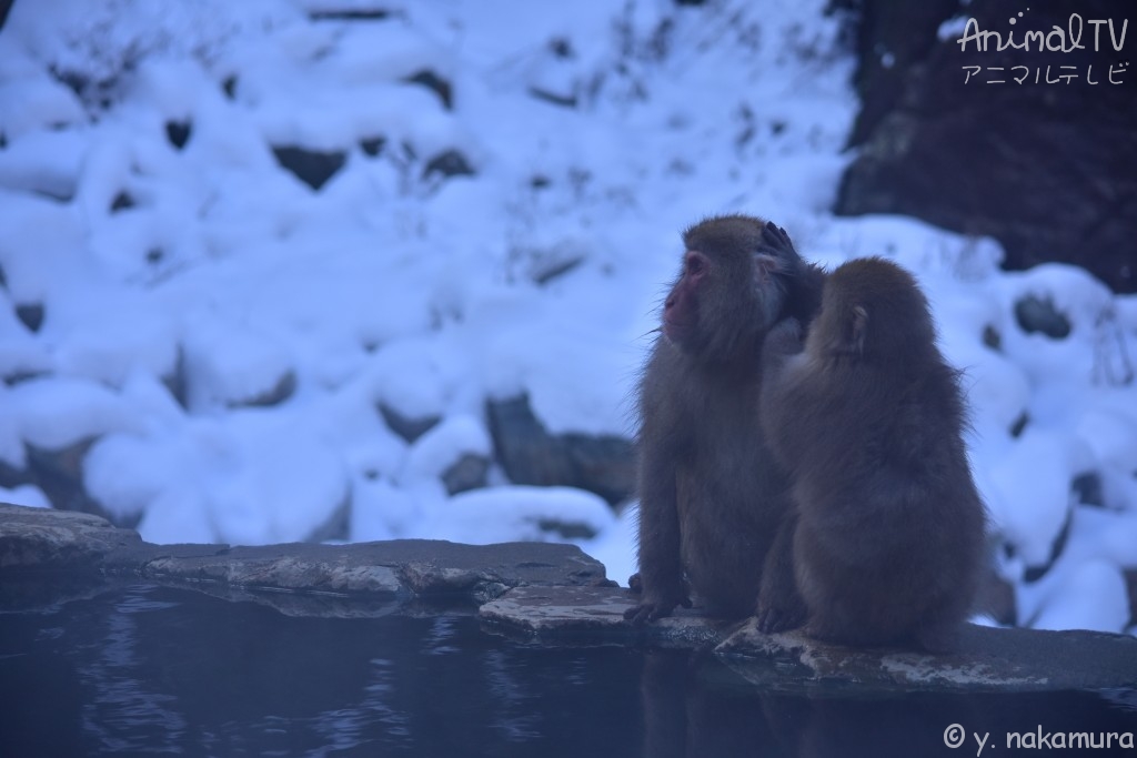 Snow monkey’s mother and child at hot springs