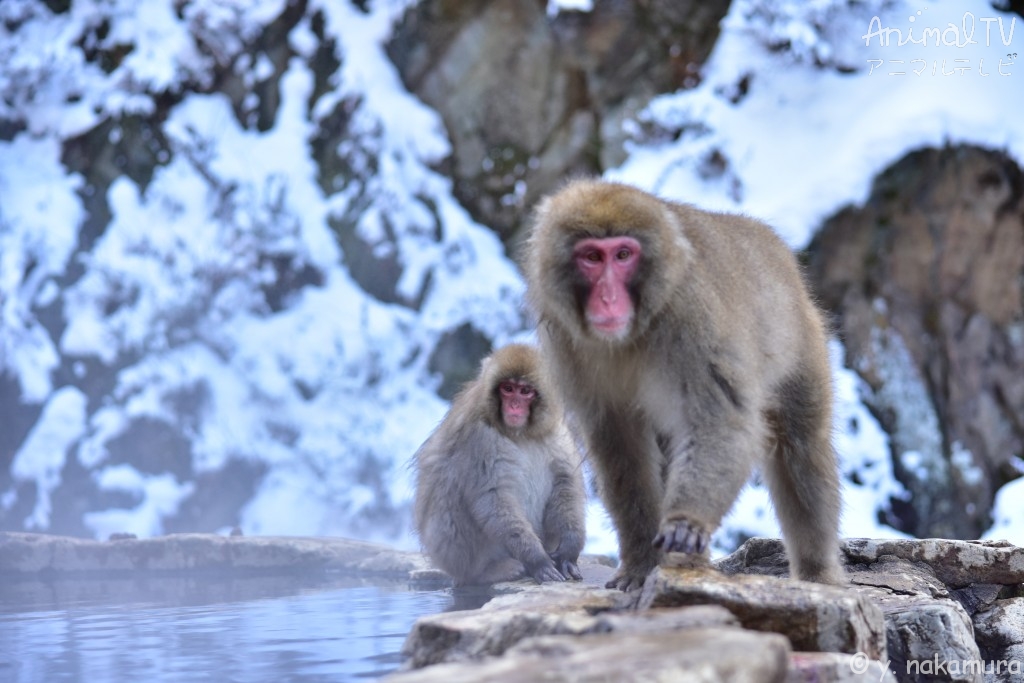 Snow monkey’s mother and child.