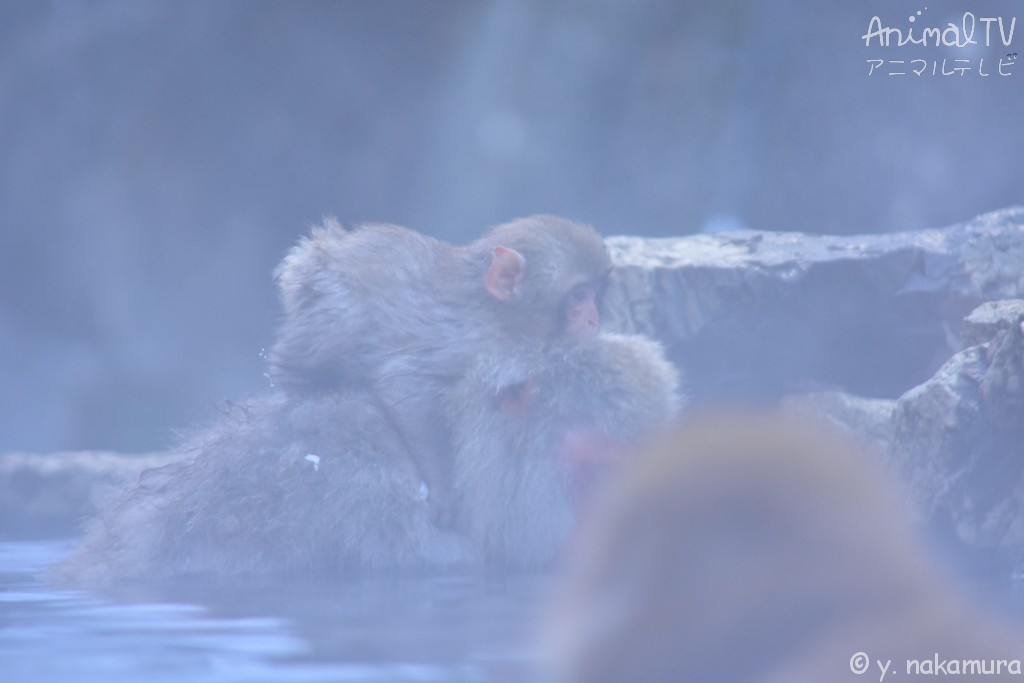 Snow monkey’s mother and child in hot springs