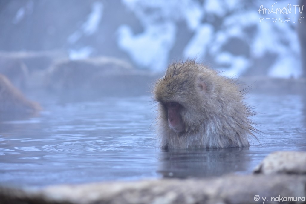 Snow monkey relaxed in a hot spring.