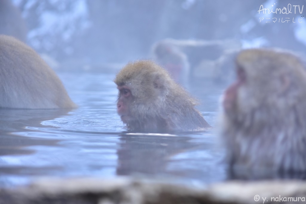 Snow monkey relaxed in a hot spring._3