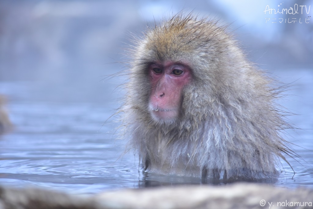 Snow monkey relaxed in a hot spring_4