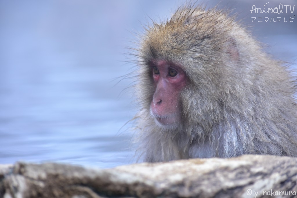 Snow monkey at hot springs_2