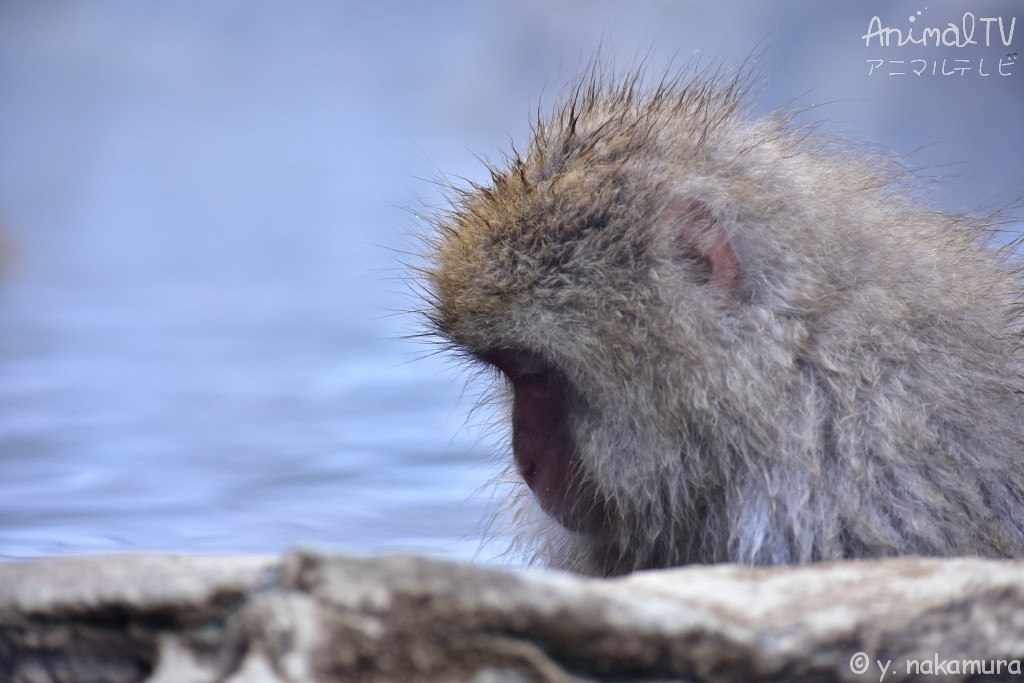 Snow monkey in hot springs