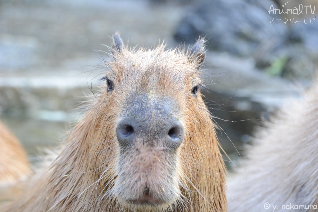 Capybara In the hot spring_3