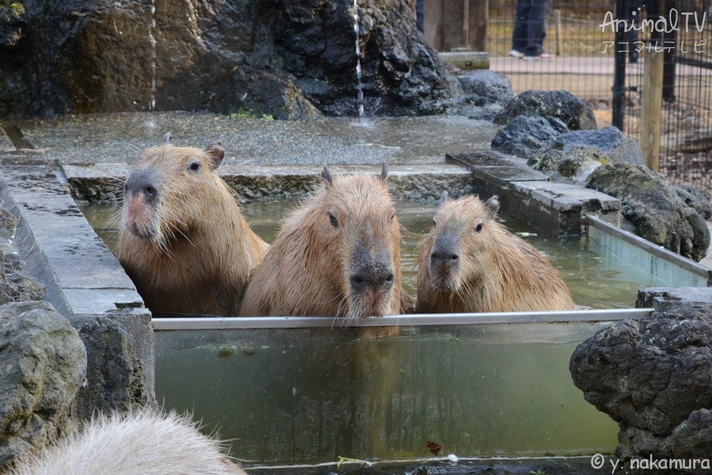 Capybara In the hot spring
