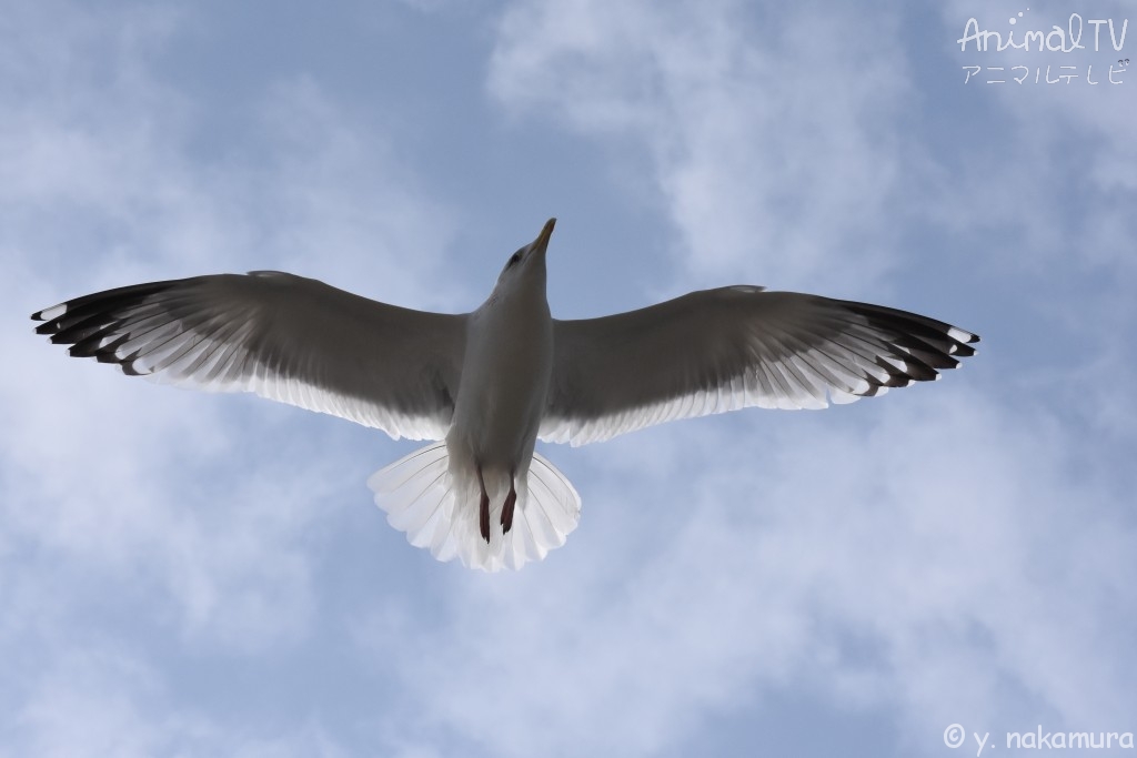 Black-taild Gull in Japan