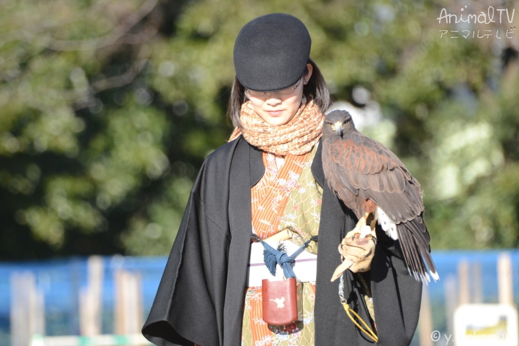 A person engages in hawking with hawks he has trained_2