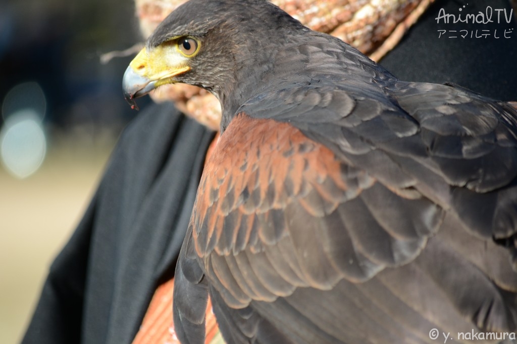 A person engages in hawking with hawks he has trained